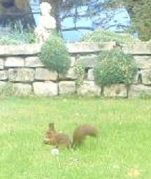 ecureuil dans le jardin2